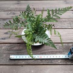 シノブ苔玉