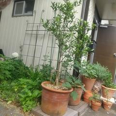 きんかんの鉢植え　大苗