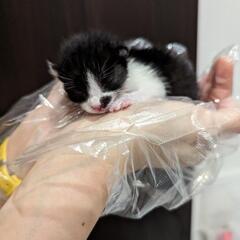 黒と白のハチワレ　可愛い赤ちゃん