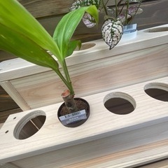 観葉植物の飾り台(ポット6㎝100均専用他)の画像