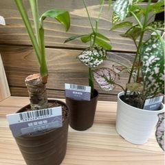観葉植物の飾り台(ポット6㎝100均専用他)の画像