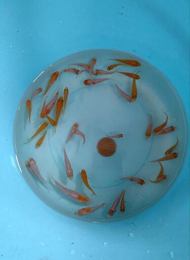 錦鯉 稚魚 紅白１０匹