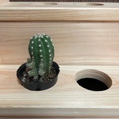 サボテンの飾り台(100均専用他)の画像