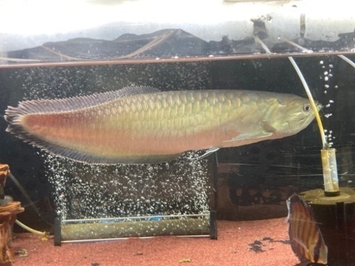 ブラックアロワナ 約50cm