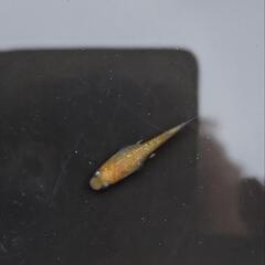 めだか メダカ 王華1Pの画像