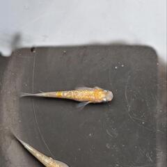 めだか メダカ 王華1Pの画像