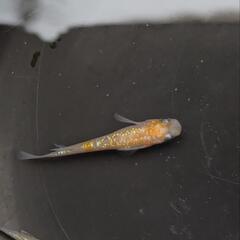 めだか メダカ 王華1Pの画像