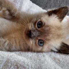 カラスに狙われていたシャム子猫 - 貝塚市