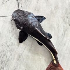 レッドテールキャットの中古が安い！激安で譲ります・無料で