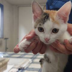 4月20日生まれ　生後2ヶ月　3色　女の子　幸運の鍵しっぽ - 猫