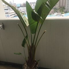 観葉植物