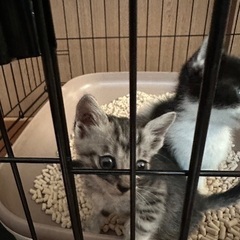 緊急里親募集！ - 猫