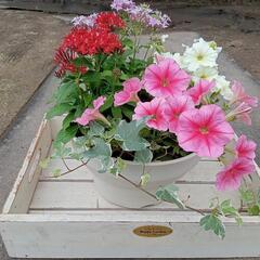 寄植え