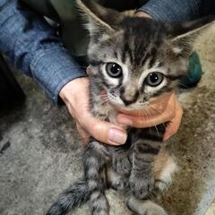 子猫ちゃん兄弟