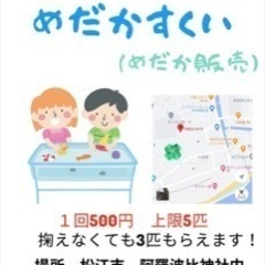 メダカすくいイベント　ダルマ　ヒレナガ入り