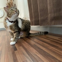 ※ 交渉中です。保護猫の（女の子）里親になって下さい。 - 里親募集