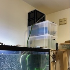 飼えなくなった熱帯魚を引き取ります！！