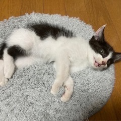 仔猫 ハチワレ柄