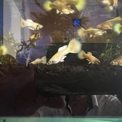 フルゴールドグッピー。