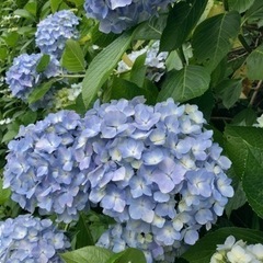 【7月1日開催！】生駒山アジサイハイク✨