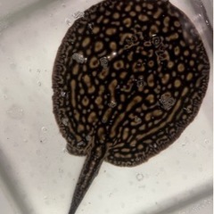 淡水エイ　　ヘテロ　5匹　