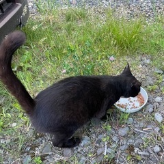 野良猫の里親募集