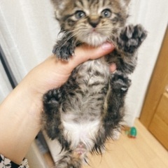 里親募集しています