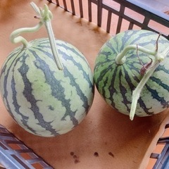 まだ、ありました。スイカ🍉　ひとりじめ　甘〜い