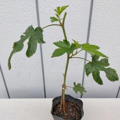 カジイチゴ苗 《果樹苗と交換希望》