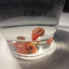 レッドラムズホーンの画像