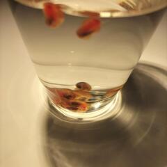 レッドラムズホーンの画像