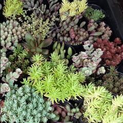 多肉植物セダムいろいろ￥100/1個
