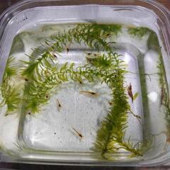 今年もやっていま〜す!! ミナミヌマエビ【10匹200円、20匹なら300円】
の画像