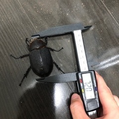 ヘラクレスオオカブト　メス単品