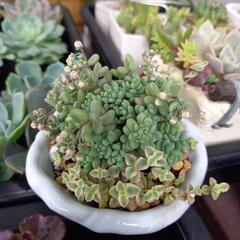 多肉植物セダム　小さな寄せ植え
