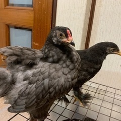 鶏ブラマ、可愛がってください