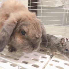 デグー マウス 2歳ぐらい