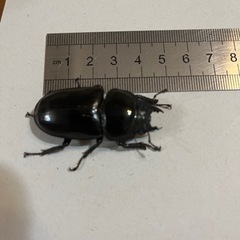 国産オオクワガタ　能勢YG血統トリオ♂76mmの画像