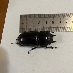 国産オオクワガタ　能勢YG血統トリオ♂76mmの画像