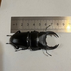 国産オオクワガタ　能勢YG血統トリオ♂76mmの画像