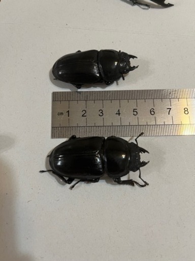 国産オオクワガタ　能勢YG血統トリオ♂82mm