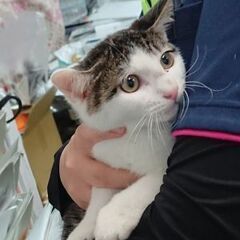 キジ白生後３ヶ月人見知り子猫