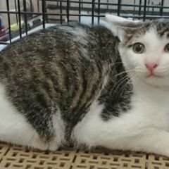 キジ白生後３ヶ月人見知り子猫 - 世田谷区