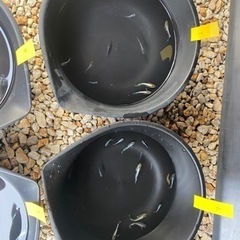 受渡し者決定メダカ　レッドクリフダークタイプ10匹　の画像