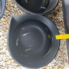 受渡し者決定メダカ　レッドクリフダークタイプ10匹　の画像