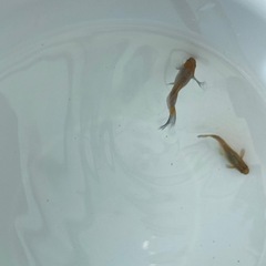 受渡し者決定メダカ　風月リアルロングフィン1ペアの画像