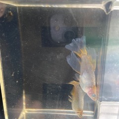 受渡し者決定メダカ　風月リアルロングフィン1ペアの画像