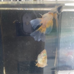 受渡し者決定メダカ　風月リアルロングフィン1ペアの画像