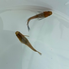 受渡し者決定メダカ　風月リアルロングフィン1ペアの画像