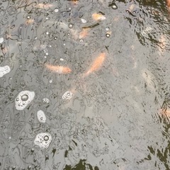 錦鯉売ります♪